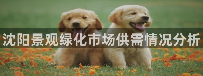 新宝gg怎么做代理
