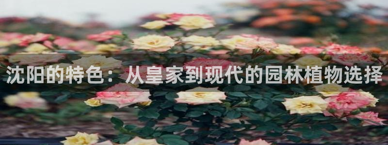 新宝给gg：沈阳的特色：从皇家到现代的园林植物选择
