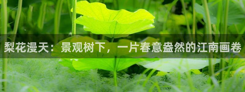 新宝gg龙腾
