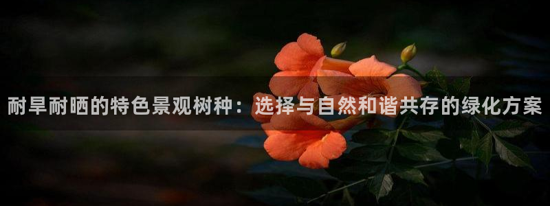 新宝gg平台开发