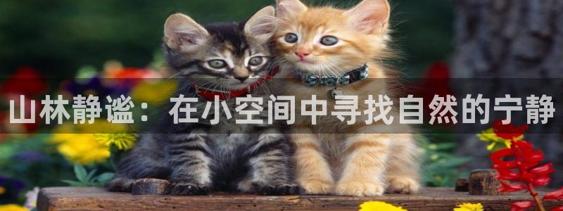 新宝GG创造奇