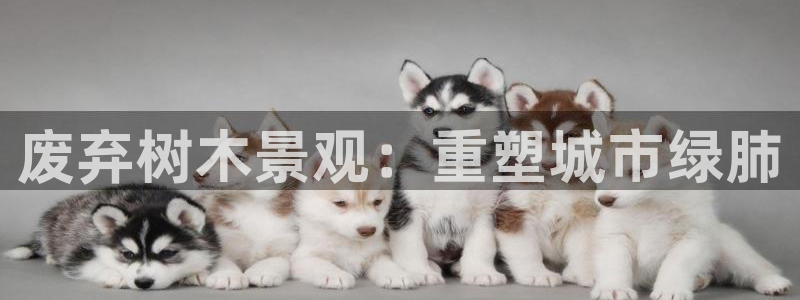 新宝gg 金苹果