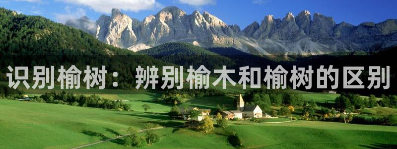 新宝gg真的能赚钱么：识别榆树：辨别榆木和榆树的区别