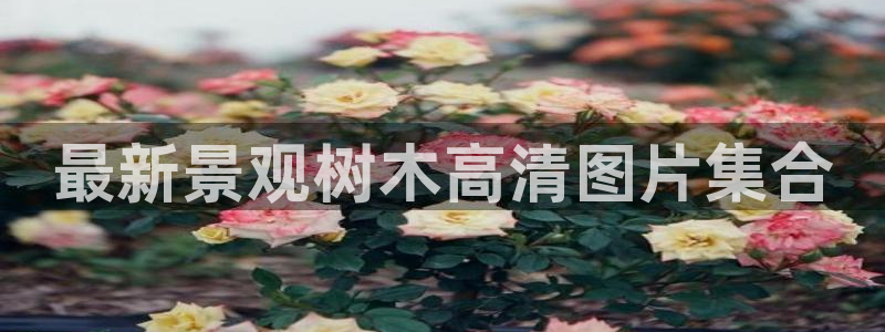 新宝哈哈gg：最新景观树木高清图片集合