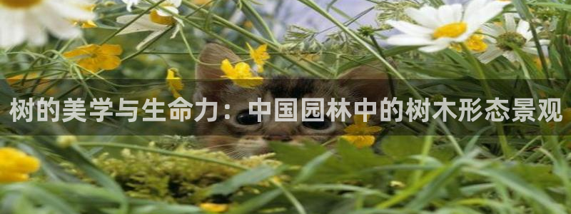 创造奇迹 新宝gg