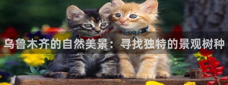 新宝gg棋牌