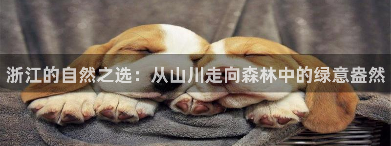 行新宝gg