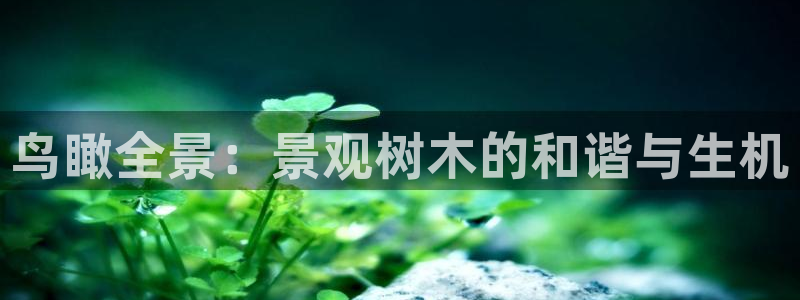 新宝GG槐78778：鸟瞰全景：景观树木的和谐与生机