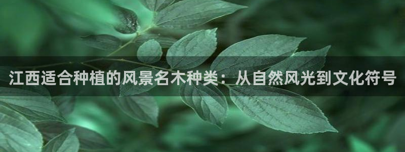 新宝gg 奇迹