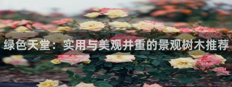 新宝gg线长