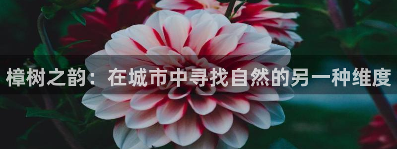 新宝gg高频彩票：樟树之韵：在城市中寻找自然的另一种维度