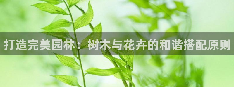 新宝 gg 总代理