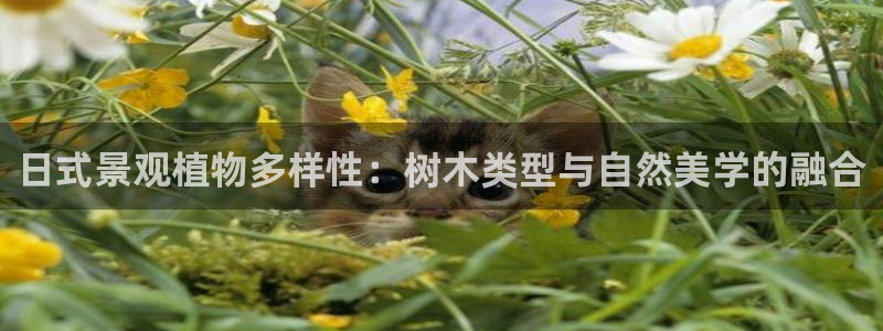 分分新宝gg